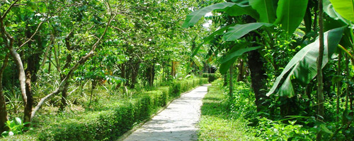 THUY BIEU:THE PERFUME OF POMELOS